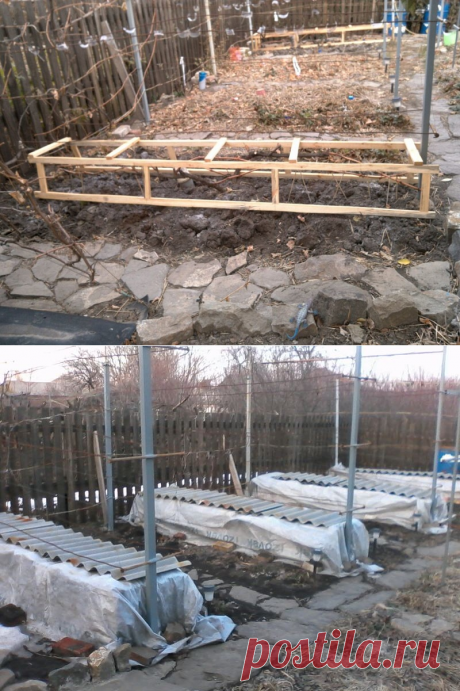 У меня особый подход к укрытию винограда