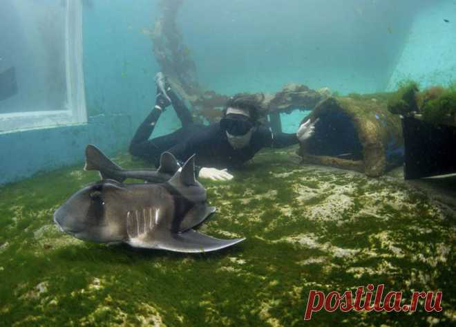 Laguna sharks - Qwant Search