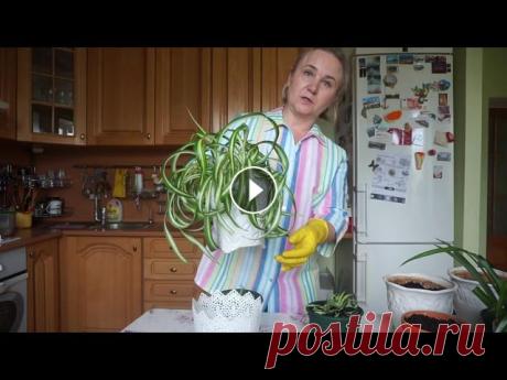 Пересадка комнатных растений. Общие правила. Пересадка комнатных растений. Общие правила. Как быстро и без хлопот пересадить комнатные растения. Способы пересадки растений. Почему и для чего необ...