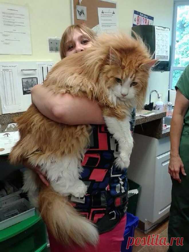 18 котов породы мейн-кун, по сравнению с которыми ваша кошка выглядит крошечной Мейн-куны являются одними из крупнейших одомашненных пород животных из семейства кошачьих. Самым «длинным котом» попавшим в Книгу рекордов Гиннеса в 2010 году стал 5-летний мейн-кун по кличке Стьюи, д…