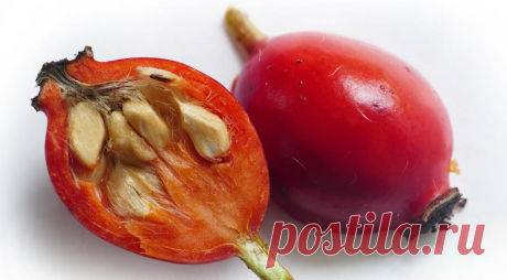 Выращивание розы из семян на Supersadovnik.ru