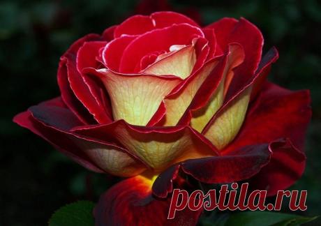 Мой Мир@Mail.Ru