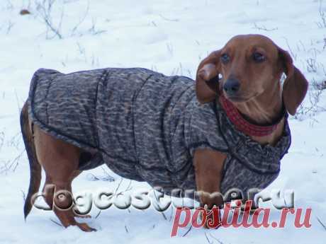 сшить попонку для собаки