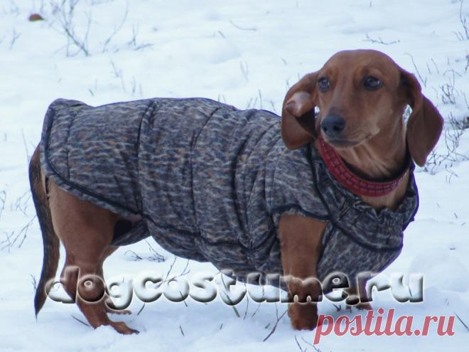 сшить попонку для собаки