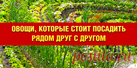 Овощи, которые стоит посадить рядом друг с другом | Полезные советы