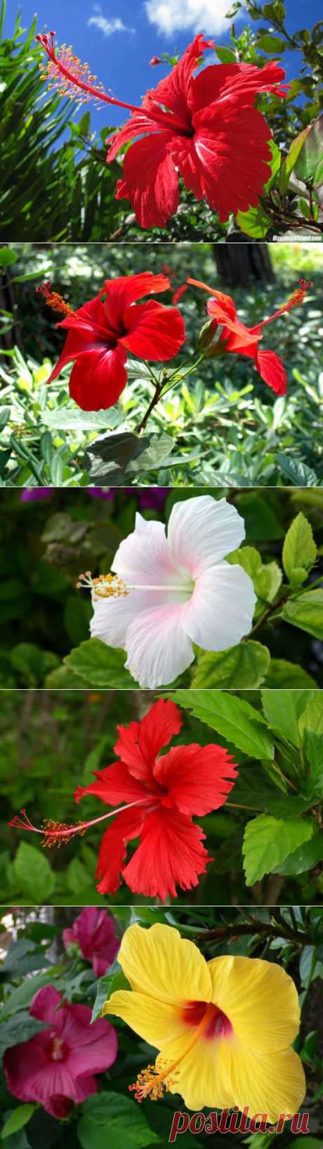 Гибискус — рубин вашего дома | РОЗЫ