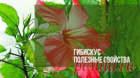 Гибискус полезные свойства. Гибискус или суданская роза, Розелла, Гвинея Щавель, гибискус Чашечка, Ямайка Щавель, каркаде, красный щавель, красный чай, Роса — де – Ямайка.
