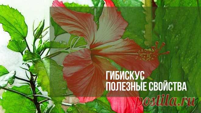 Гибискус полезные свойства. Гибискус или суданская роза, Розелла, Гвинея Щавель, гибискус Чашечка, Ямайка Щавель, каркаде, красный щавель, красный чай, Роса — де – Ямайка.