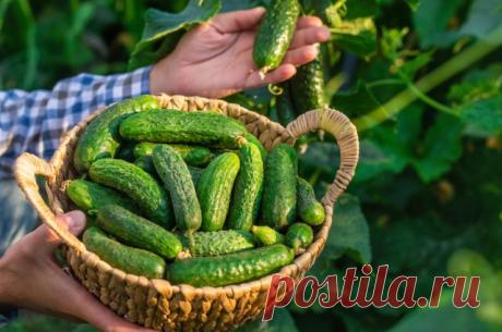 Лучшие сорта ранних огурцов для грядки и теплицы — Ботаничка