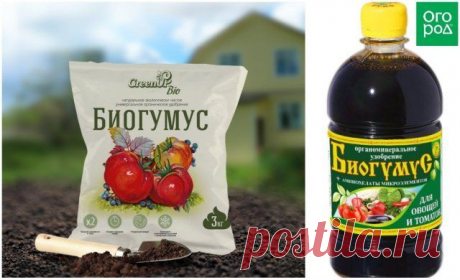 РАССАДА РАСТЕТ, КАК БЕШЕННАЯ: подкормка всей рассады БИОГУМУСОМ