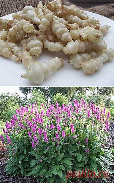 Стахис » Сад и Огород. Советы и идеи дачникам и огородникам, Дача | Грядка