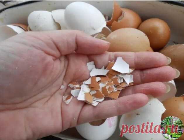 Как и в каком виде можно использовать яичную скорлупу на даче?

3 полезных совета

1. В яичной скорлупе содержится много извести, которая необходима растениям для полноценного роста и развития. Кроме того, известь сама по себе снижает кислотность почвы, тем самым улучшая ее структуру и повышая эффективность минеральных удобрений.
Вносить ее можно при перекопке почвы, и при посеве семян в рядки или лунки.

2. Собираемая яичная скорлупа просушивается на отопительной батарее,...