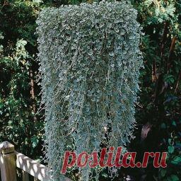 Дихондра - серебристый водопад - Садоводка