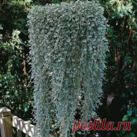 Дихондра - серебристый водопад - Садоводка