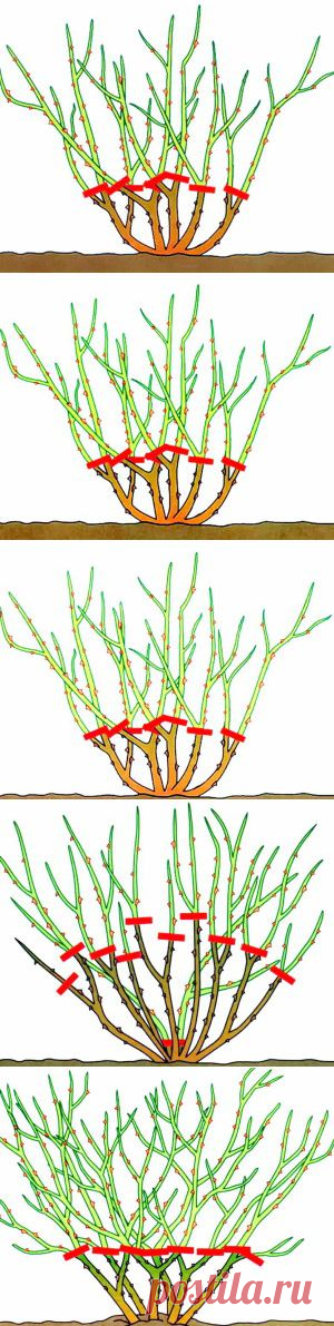 Обрезка роз и удаление дикой поросли фото | Дача - впрок
