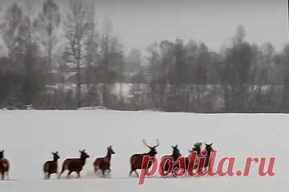 Огромное стадо оленей вышло к людям в российском регионе. Жители Углича в Ярославской области отправились на прогулку загород и встретили огромное стадо оленей. Замеченных ими животных очевидцы сняли на видео, которое опубликовано в группе «Ярославль LIVE» во «ВКонтакте». На кадрах можно увидеть, как более десятка оленей выходят из леса и идут по поляне мимо людей.