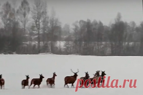 Огромное стадо оленей вышло к людям в российском регионе. Жители Углича в Ярославской области отправились на прогулку загород и встретили огромное стадо оленей. Замеченных ими животных очевидцы сняли на видео, которое опубликовано в группе «Ярославль LIVE» во «ВКонтакте». На кадрах можно увидеть, как более десятка оленей выходят из леса и идут по поляне мимо людей.