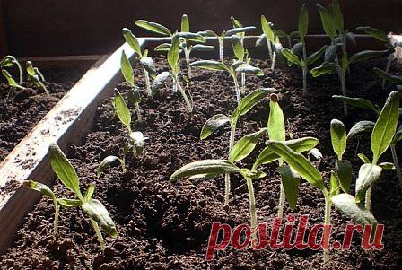 Основные правила выращивания здоровой рассады