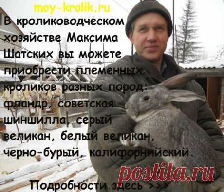 Перевозка кроликов самолетом