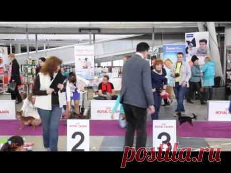 РУССКИЙ ТОЙ д/ш Моно 23.04.2016 г. Екатеринбург