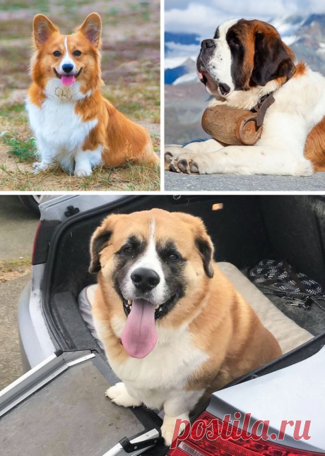 Собаки-метисы, которые своей красотой затмят чистокровных собратьев