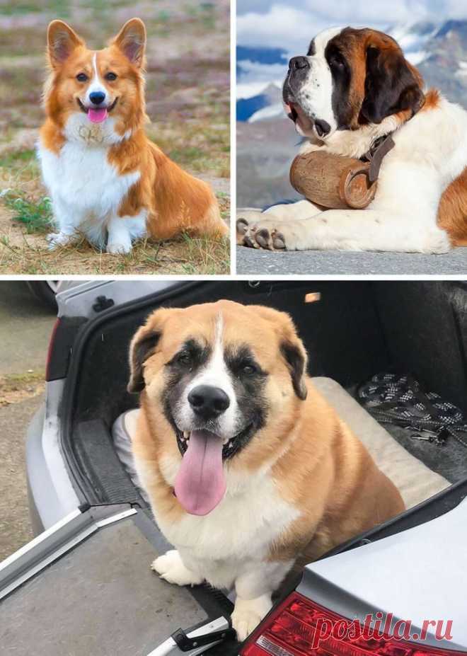 Собаки-метисы, которые своей красотой затмят чистокровных собратьев / Питомцы