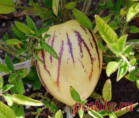 Пепино или дынная груша сорт «Рамзес» ~ Planetalsad