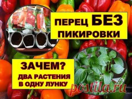 Pepper WITHOUT picks!
