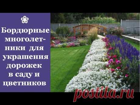 ❀ Самые красивые бордюрные многолетники для украшения дорожек в саду и цветников