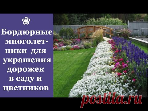 ❀ Самые красивые бордюрные многолетники для украшения дорожек в саду и цветников