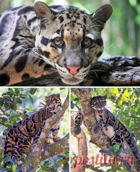 16 великолепных диких котов, о которых вы почти наверняка не слышали