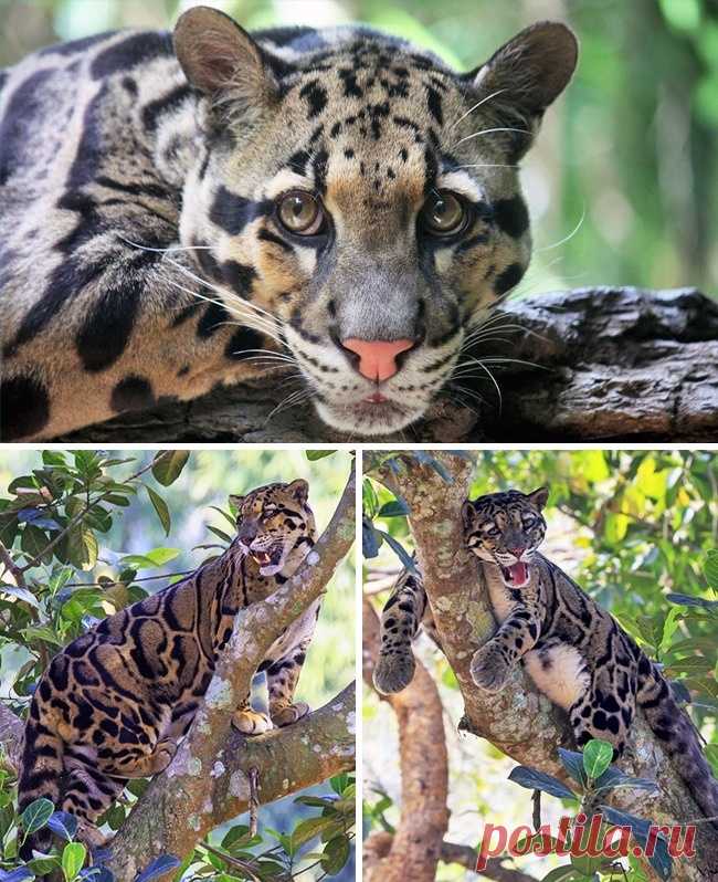 16 великолепных диких котов, о которых вы почти наверняка не слышали