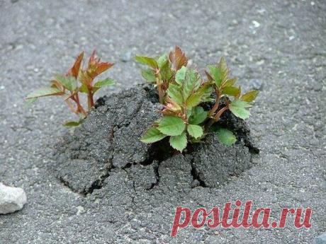 Настойчивость – это то, что невозможное делает возможным, а возможное – предопределенным.
Всегда есть шанс улучшить свою жизнь! И современный мир представляет много возможностей, но от незнания как работать через интернет, как приобщать людей в свой бизнес, как продвигать своё предложение и многие другие незнания отодвигают нас от достижения нашей мечты.