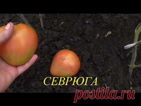 Путаница с сортами помидоров Севрюга, Абаканский розовый и Лентяйка.