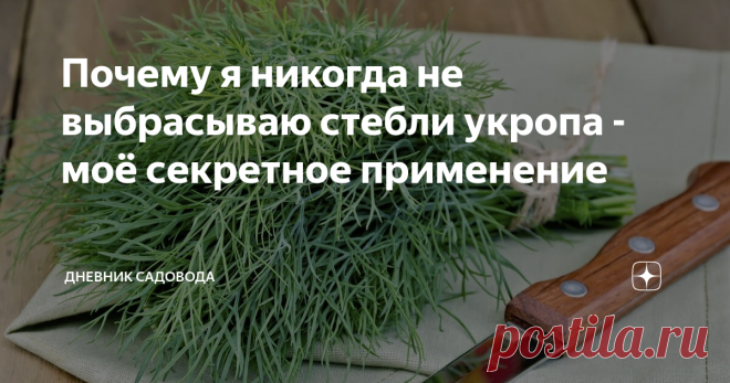 Почему я никогда не выбрасываю стебли укропа - моё секретное применение Такую ароматную траву как укроп знают практически все, от мала до велика. Потому что именно он придаёт любому блюду особый аромат и раскрывает новые грани привычного вкуса. Каждая хозяйка имеет на кухне свежий укроп, или солёный, или сухой, или замороженный. Поэтому каждый дачник выращивает у себя на участке ароматную приправку.
Я тоже выращиваю укроп для своей хозяюшки. Есть только один минус, он