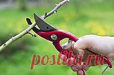 Письмо «❀ Обрезка кустарников и деревьев. Домашние вафельные трубочки. 5 полезных утренних процедур. Люди офигенны-40. 20 лучших идей для летнего душа. Майский вечер под Самарой // Кусочек Постилы к чаю!» — Постила — Яндекс.Почта