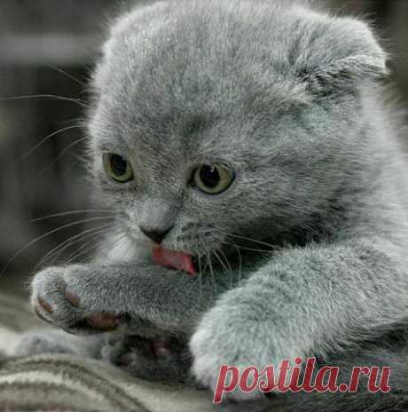 ᴼᴿᴵᴳᴵᴺᴬᴸ   SМАЙЛИКИ   (ړײ)