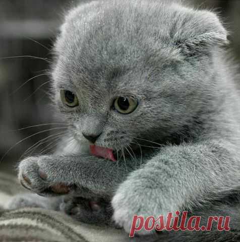 ᴼᴿᴵᴳᴵᴺᴬᴸ   SМАЙЛИКИ   (ړײ)