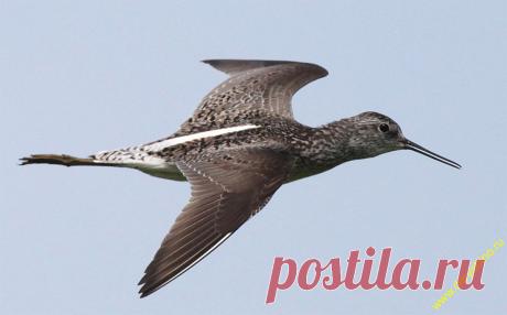 поручейник :: Галерея :: Клуб Foto.ru