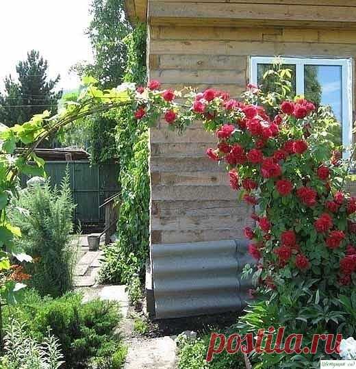 Плетистая роза - лучший уход — Садоводка