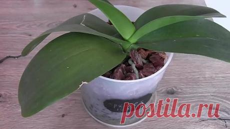 Размножение орхидей в пластиковой бутылке без цитокининовой пасты!