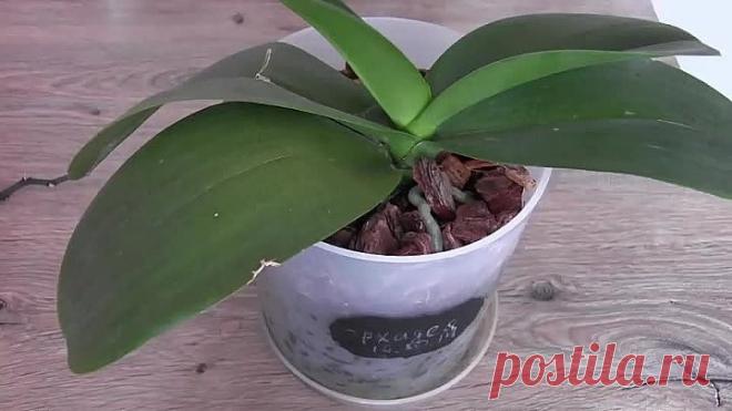 Размножение орхидей в пластиковой бутылке без цитокининовой пасты!