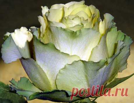 Розы (25).png
