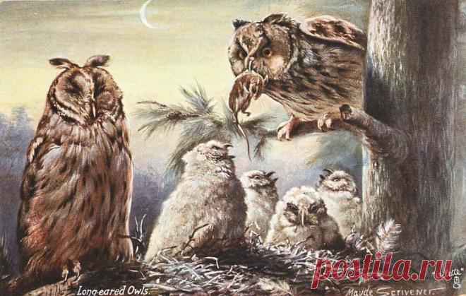 УШАТАЯ СОВА - TuckDB Postcards