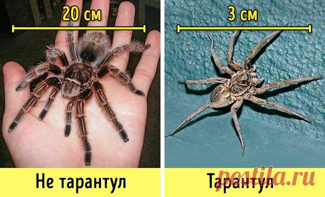 Большой волосатый паук, который многим представляется при этом слове, — это птицеед, который даже не родственник настоящему тарантулу.
Тарантул гораздо меньше размером, он обитает на юге Евразии и может укусить — больно, но в целом не опасно. Пошла эта путаница от того, что когда-то всех крупных или опасных пауков называли тарантулами.