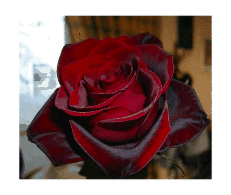 Плейкаст «~^~^~ С Днём рождения!!! Моя взрослая,красивая дочь!!! ~^~^~»