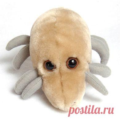 Пылевые клещи: как с ними бороться