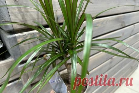 3 подкормки, которые творят фокусы с цветами: бутоны распустятся даже на молодых стеблях. Если вы относитесь к любителям горшечных растений, вам наверняка не чуждо желание любоваться цветением своих «зеленых питомцев».