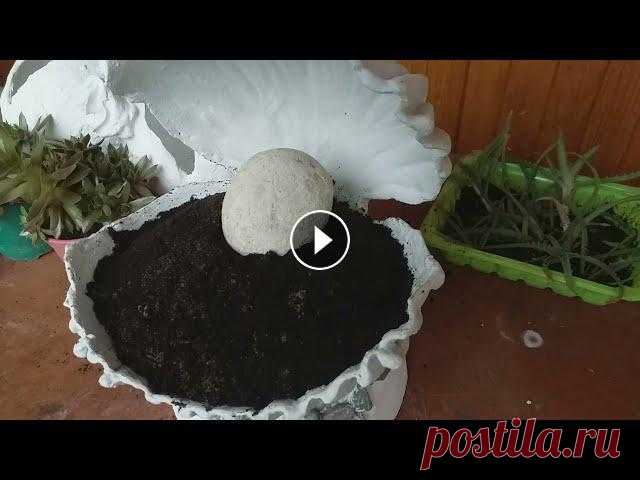 Композиции из СУККУЛЕНТОВ ракушки камни САД своими руками Июнь. Дождь. Гром... Делаю композиции из суккулентов, камней и ракушек в разных ёмкостях. Друзья, добра и здоровья, заглядывайте! #суккуленты #садовые...