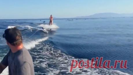 Девушка прокатилась на вейкборде с дельфинами.